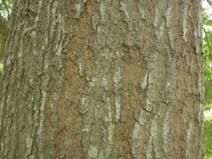 Water oak bark